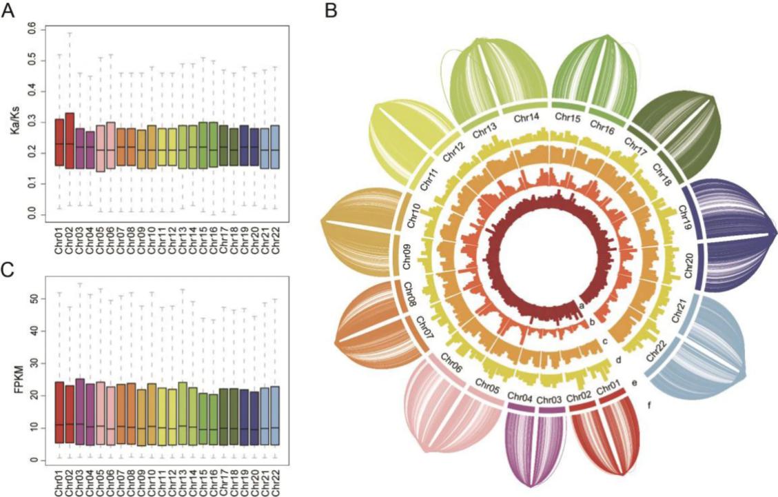 图2. 生姜两套单倍型等位基因的比较.jpg