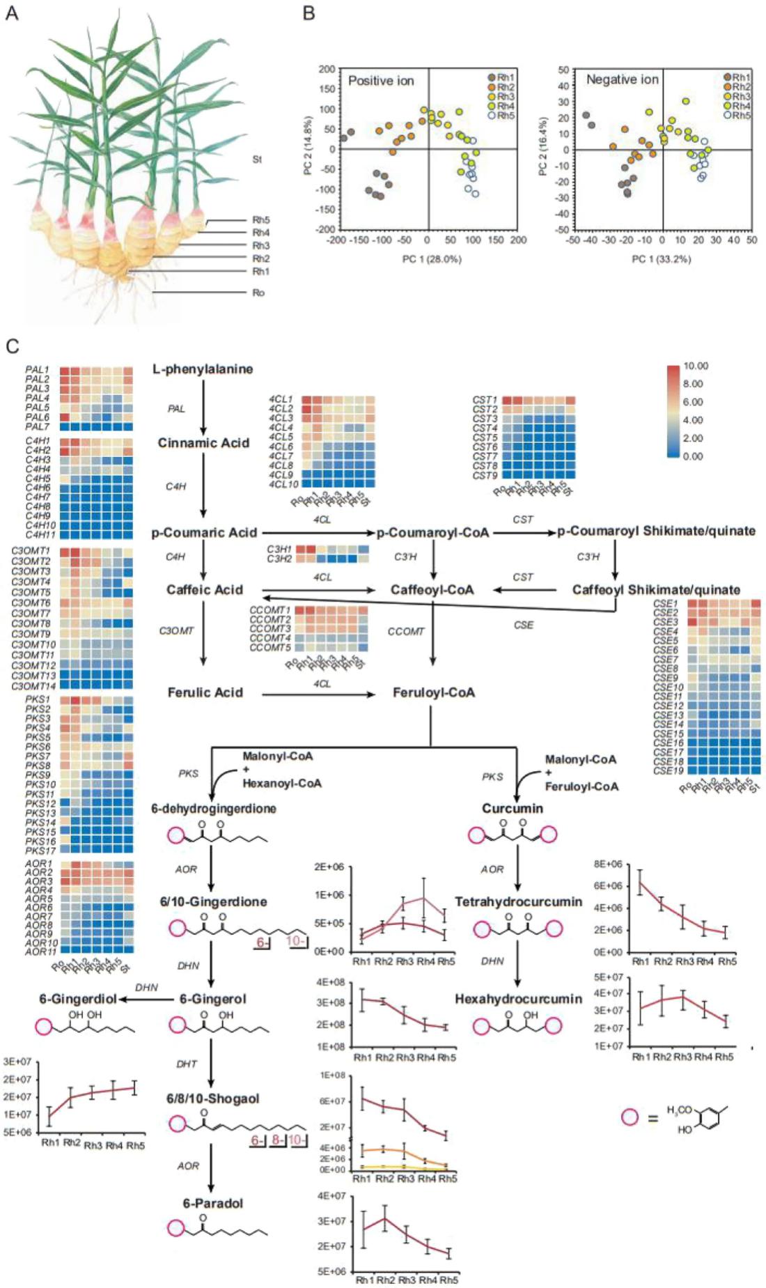 图3. 生姜中重要次级代谢产物定量分析及姜辣素合成通路解析.jpg